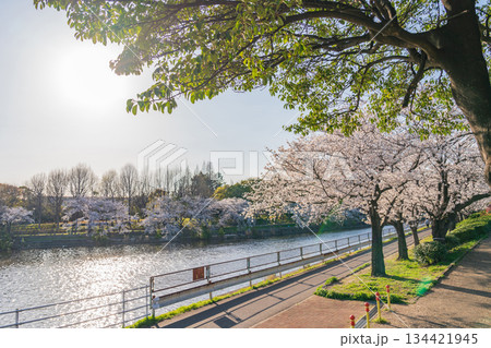 春の荒子川公園、満開の桜〈愛知県名古屋市〉 春の荒子川公園、満開の桜〈愛知県名古屋市〉 134421945