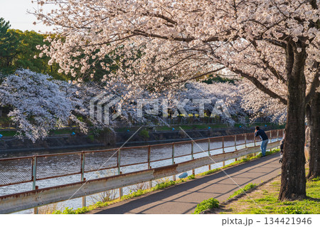 春の荒子川公園、満開の桜〈愛知県名古屋市〉 134421946