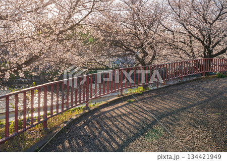 春の荒子川公園、満開の桜〈愛知県名古屋市〉 春の荒子川公園、満開の桜〈愛知県名古屋市〉 134421949