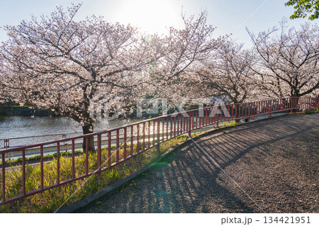 春の荒子川公園、満開の桜〈愛知県名古屋市〉 春の荒子川公園、満開の桜〈愛知県名古屋市〉 134421951