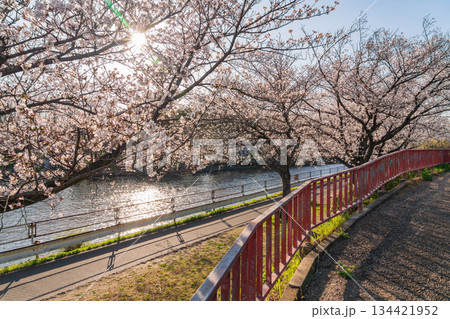 春の荒子川公園、満開の桜〈愛知県名古屋市〉 春の荒子川公園、満開の桜〈愛知県名古屋市〉 134421952