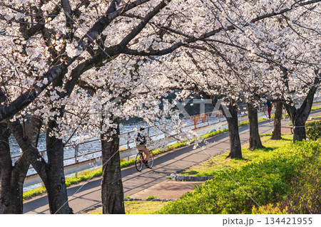 春の荒子川公園、満開の桜〈愛知県名古屋市〉 134421955