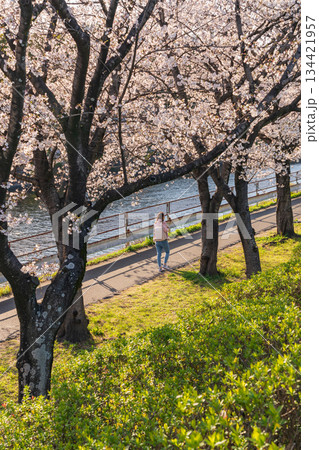 春の荒子川公園、満開の桜〈愛知県名古屋市〉 春の荒子川公園、満開の桜〈愛知県名古屋市〉 134421957