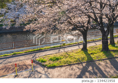 春の荒子川公園、満開の桜〈愛知県名古屋市〉 春の荒子川公園、満開の桜〈愛知県名古屋市〉 134421958