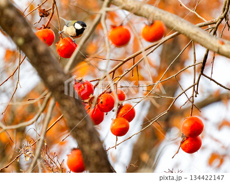 シジュウカラ科シジュウカラ♀の採餌行動 シジュウカラ科シジュウカラ♀の採餌行動 134422147