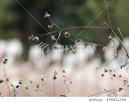 帰化植物キク科アメリカセンダングサの種子 134422284