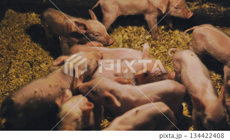 Piglets resting together on sawdust bedding in cozy barn 134422408