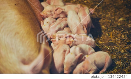Newborn piglets suckling from mother pig in farm Newborn piglets suckling from mother pig in farm 134422424