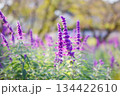 公園に植えられたラベンダー 134422610