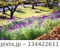 公園の花壇に咲くラベンダー 134422611