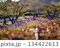 咲き誇る紫色の花 134422613