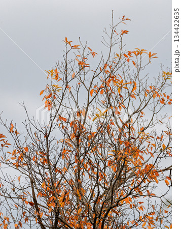 冬空のブナ科コナラの梢 134422635