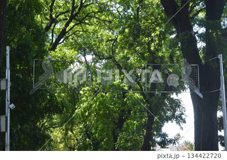 green tree in the park green tree in the park 134422720