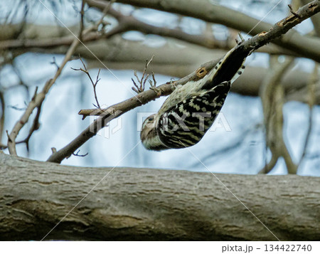 コゲラ♀の採餌 134422740