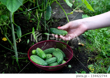 Harvesting fresh cucumbers from a home garden during late summer in a backyard setting Harvesting fresh cucumbers from a home garden during late summer in a backyard setting 134422744