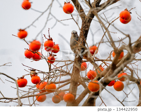 柿の実を採餌するヒヨドリ科ヒヨドリ 柿の実を採餌するヒヨドリ科ヒヨドリ 134422950