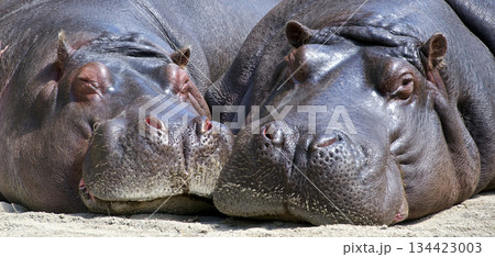 white rhino in the sand white rhino in the sand 134423003