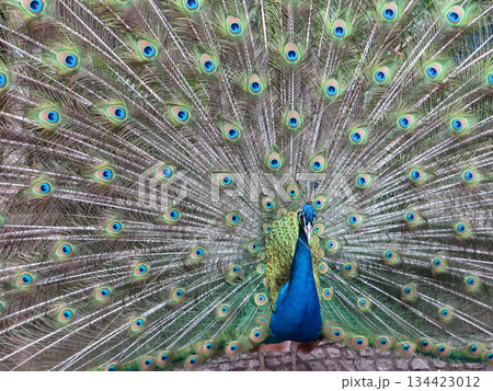 portrait of peacock portrait of peacock 134423012