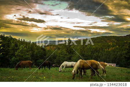 horses grazing on pasture in mountains 134423018