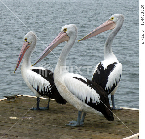 pelican at the beach pelican at the beach 134423020