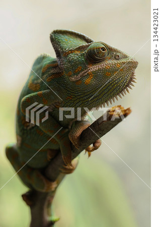 green chameleon, lizard, lizard, green, lizard, green, green leaves, selective green chameleon, lizard, lizard, green, lizard, green, green leaves, selective 134423021