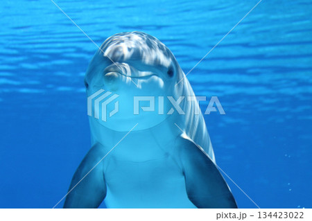 little boy swimming in pool 134423022