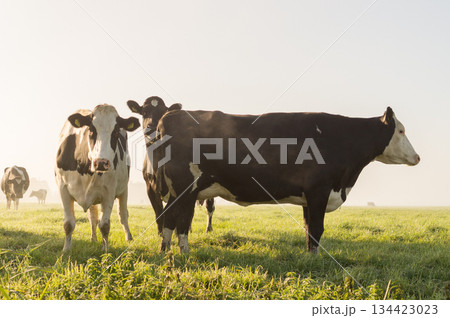 cow on a meadow 134423023