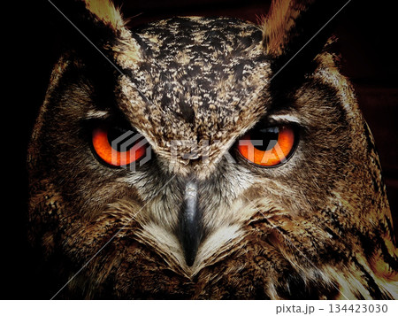 close up portrait of a eagle close up portrait of a eagle 134423030