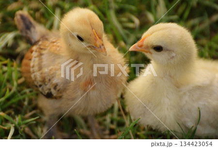 little cute chicks in the grass 134423054