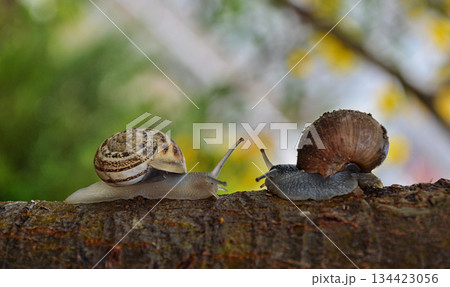 snail on the tree snail on the tree 134423056
