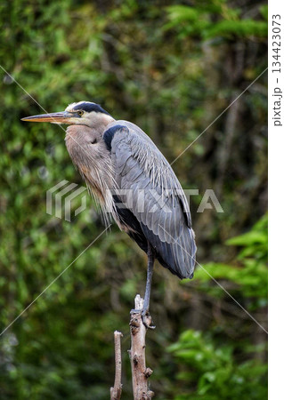 great blue heron standing on a log great blue heron standing on a log 134423073