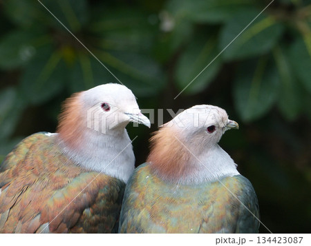 beautiful isolated photo of a cute brown and white beautiful isolated photo of a cute brown and white 134423087