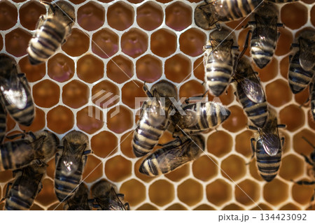 bees on honeycells bees on honeycells 134423092
