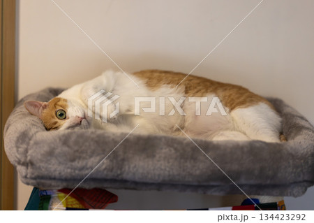 ginger cat lying with the strange pose 134423292