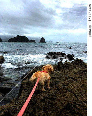 荒れる海と犬 134423380