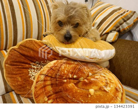 クッションと犬 134423391