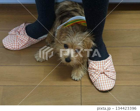 お座りしたノーフォークテリア 134423396