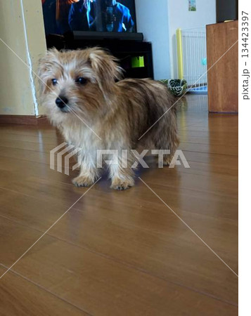 リビングでお座りする小型犬 134423397