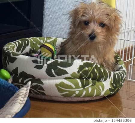 見上げる小型犬 134423398