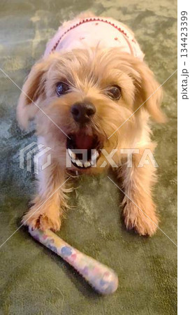 じっと座って見つめるかわいい小型犬 134423399