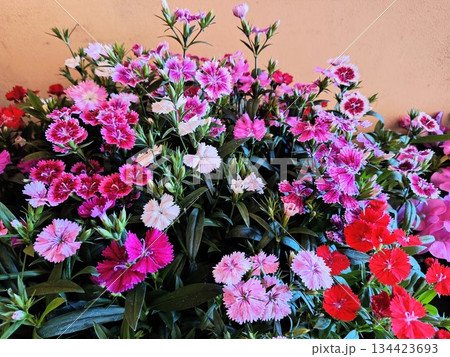 可憐に咲く色とりどりの花 可憐に咲く色とりどりの花 134423693