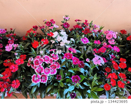 可憐に咲く色とりどりの花 134423695