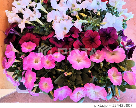 鮮やかに咲く色とりどりの花 134423807