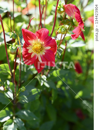 A close-up view of a red dahlia flower A close-up view of a red dahlia flower 134423904