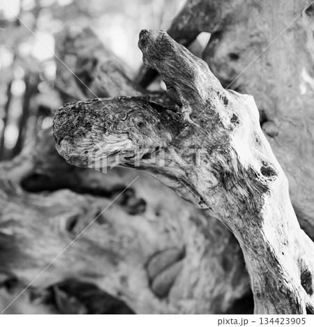A piece of a dry tree trunk resembles a kangaroo's head or an abstract painting, in black and white A piece of a dry tree trunk resembles a kangaroo's head or an abstract painting, in black and white 134423905