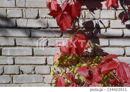 A brick wall and red, green and burgundy leaves of five-leafed Virginia Creeper grapes in autumn A brick wall and red, green and burgundy leaves of five-leafed Virginia Creeper grapes in autumn 134423911