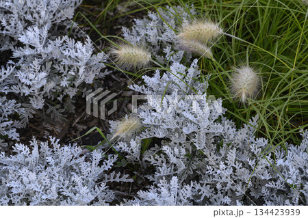 Panicles of miscanthus and Silver Wormwood plants form a carpet of fancy leaves Panicles of miscanthus and Silver Wormwood plants form a carpet of fancy leaves 134423939