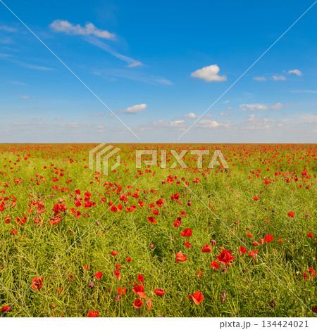 Vibrant Rapeseed Field with Wild Red Poppies Under Blue Sky 134424021