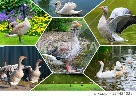 Collage of Various Geese and Swan Species in Natural Habitat 134424023