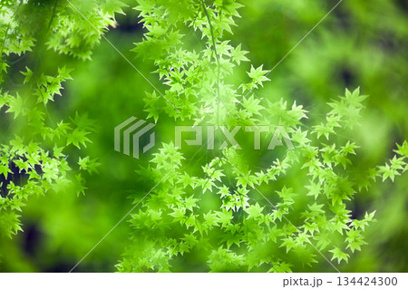 Natural Green Tree Leaf and Sunlight Leaves Background 134424300
